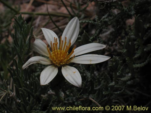 Image of Mutisia sp. #3028 (). Click to enlarge parts of image.