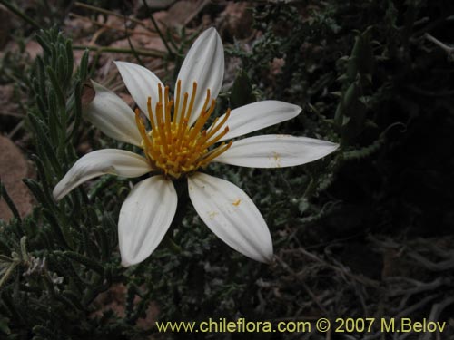 Image of Mutisia sp. #3028 (). Click to enlarge parts of image.