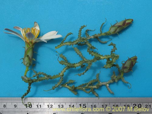 Image of Mutisia sp. #3028 (). Click to enlarge parts of image.