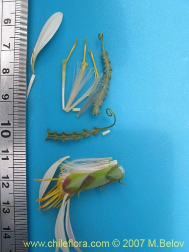 Bild von Mutisia sp. #3028 (). Klicken Sie, um den Ausschnitt zu vergrössern.