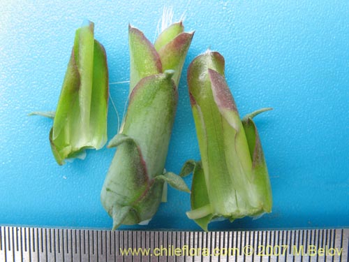 Bild von Mutisia sp. #3028 (). Klicken Sie, um den Ausschnitt zu vergrössern.