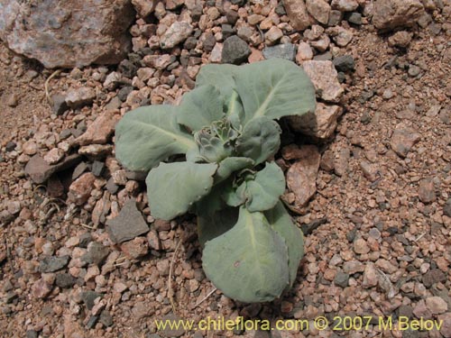 Image of Pachylaena rosea (). Click to enlarge parts of image.