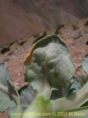 Image of Pachylaena rosea (). Click to enlarge parts of image.