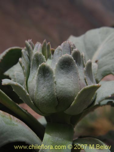 Image of Pachylaena rosea (). Click to enlarge parts of image.