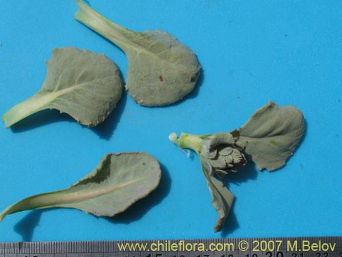 Image of Pachylaena rosea (). Click to enlarge parts of image.