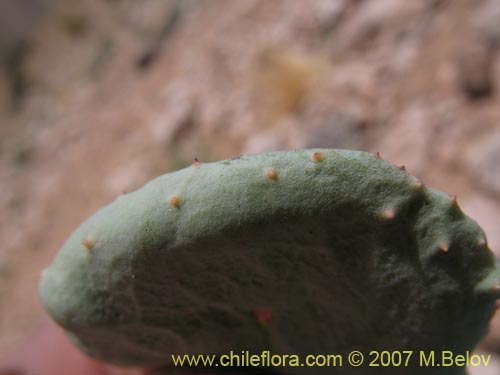 Image of Pachylaena rosea (). Click to enlarge parts of image.