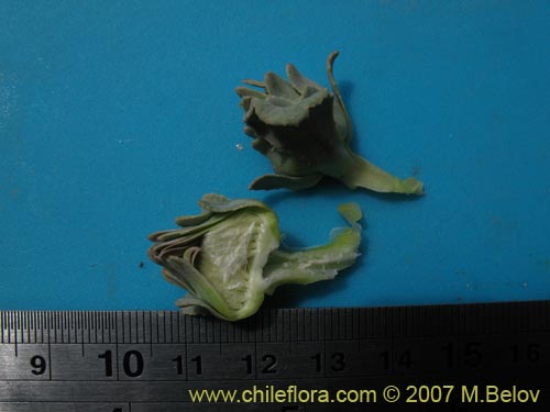 Imágen de Pachylaena rosea (). Haga un clic para aumentar parte de imágen.