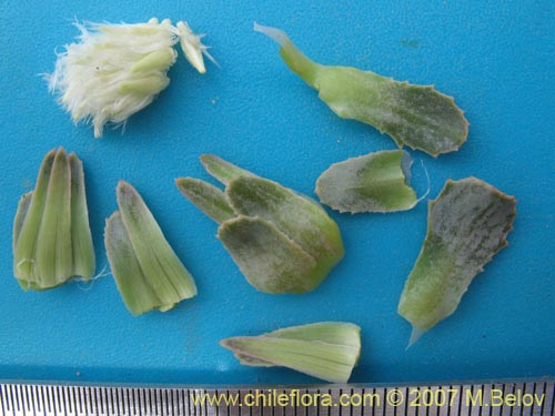 Imágen de Pachylaena rosea (). Haga un clic para aumentar parte de imágen.