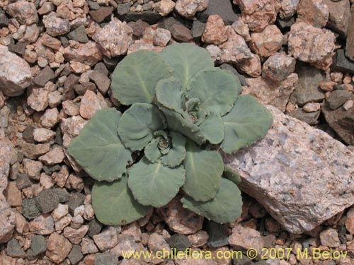 Imágen de Pachylaena rosea (). Haga un clic para aumentar parte de imágen.