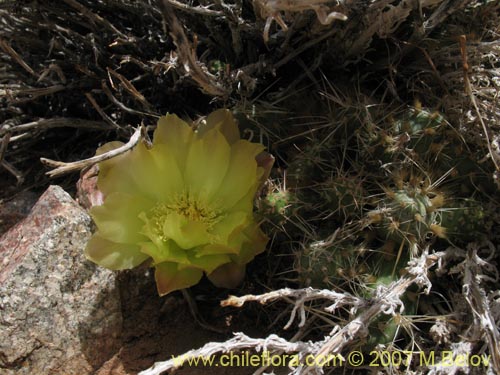 Maihueniopsis archiconoideaの写真