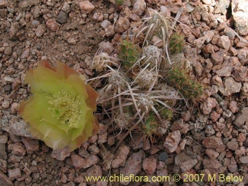 Maihueniopsis archiconoideaの写真