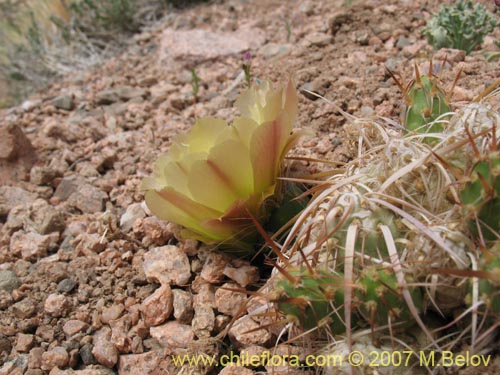 Maihueniopsis archiconoideaの写真