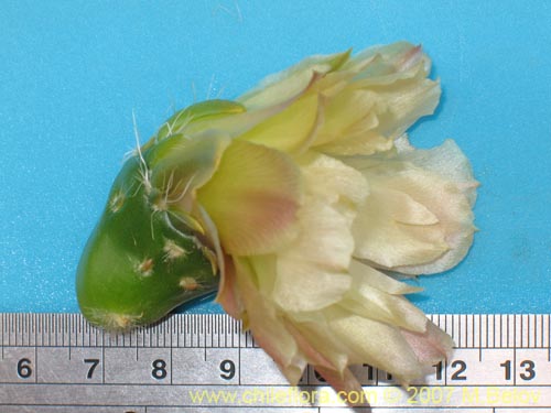 Maihueniopsis archiconoidea의 사진