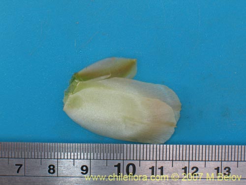 Maihueniopsis archiconoidea의 사진