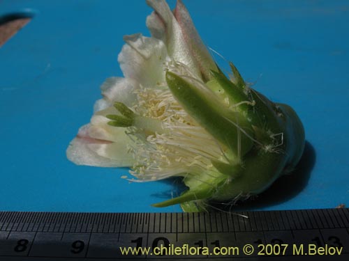 Maihueniopsis archiconoidea의 사진