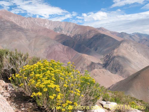 Image of Senecio johnstonianus (). Click to enlarge parts of image.