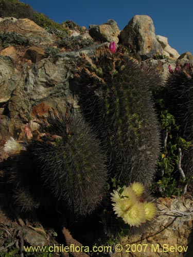 Eriosyce subgibbosaの写真