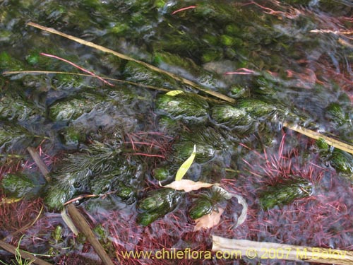 Image of Myriophyllum aquaticum (). Click to enlarge parts of image.