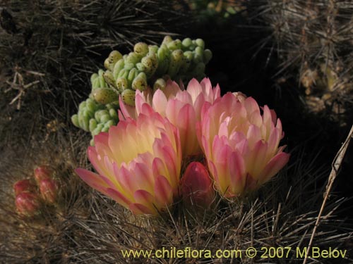 Eriosyce subgibbosaの写真