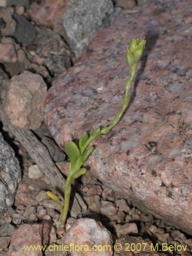Image of Unidentified Plant sp. #1915 (). Click to enlarge parts of image.