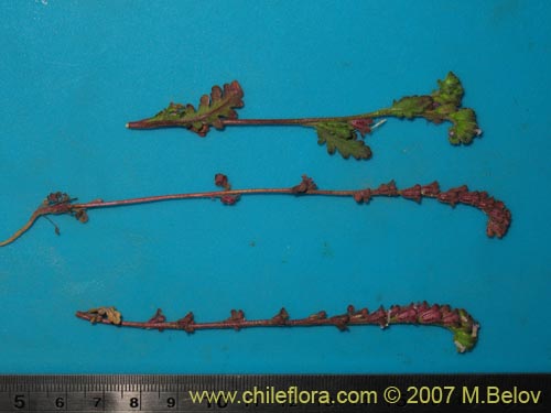 Phacelia cumingii的照片