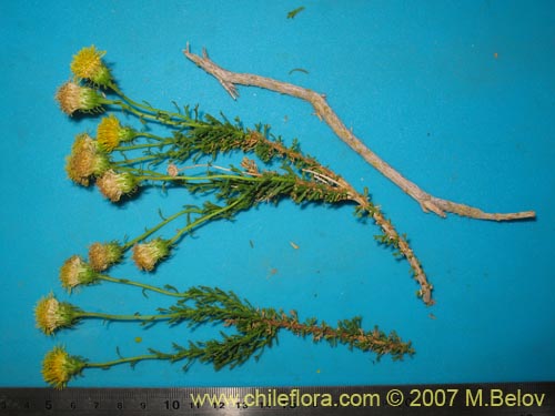 Image of Haplopappus sp. #1929 (). Click to enlarge parts of image.