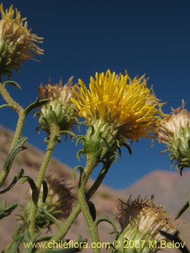 Image of Haplopappus sp. #1929 (). Click to enlarge parts of image.
