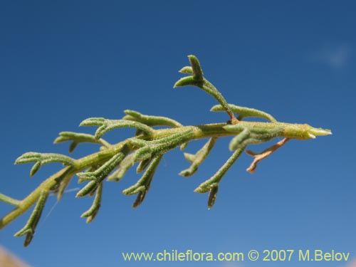 Image of Haplopappus sp. #1929 (). Click to enlarge parts of image.
