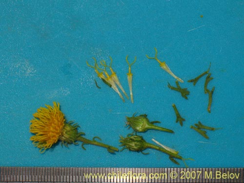 Image of Haplopappus sp. #1929 (). Click to enlarge parts of image.