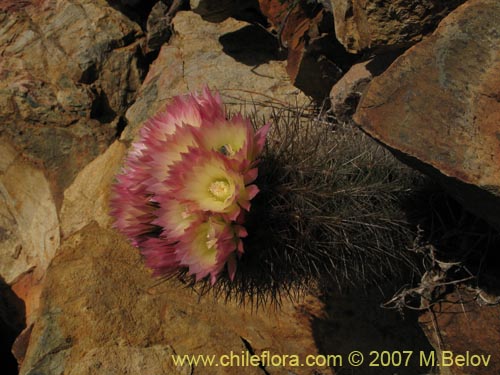 Eriosyce subgibbosaの写真