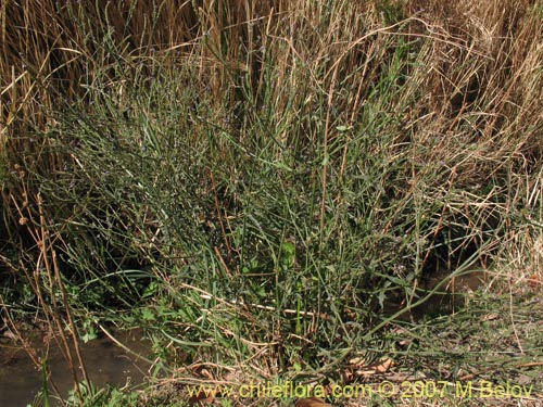 Image of Unidentified Plant sp. #2700 (). Click to enlarge parts of image.