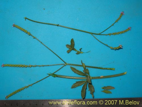 Image of Unidentified Plant sp. #2700 (). Click to enlarge parts of image.