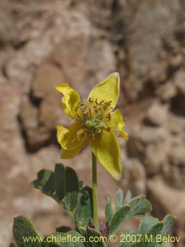 Pintoa chilensis的照片