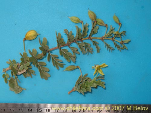 Pintoa chilensis的照片