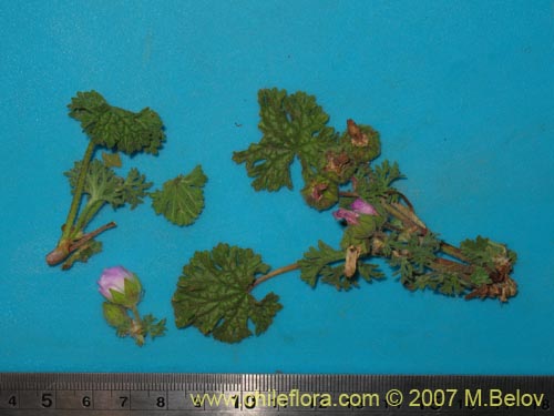 Image of Cristaria sp. #3027 (). Click to enlarge parts of image.