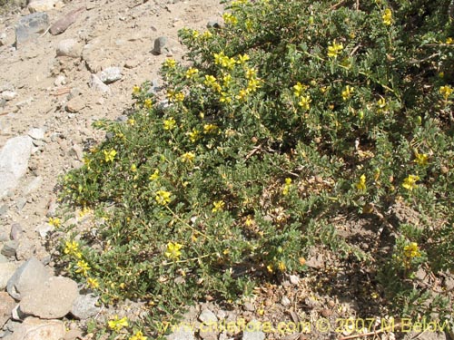 Pintoa chilensis的照片