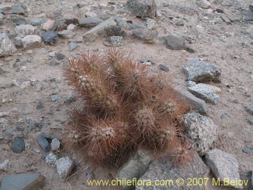 Cumulopuntia sphaericaの写真