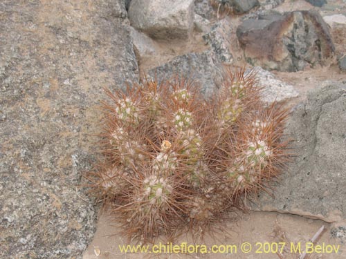 Cumulopuntia sphaericaの写真