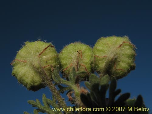 Image of Cristaria sp. #3027 (). Click to enlarge parts of image.