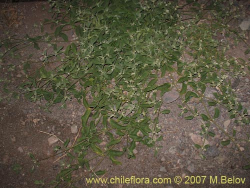 没断定的植物 sp. #1316的照片