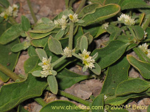 没断定的植物 sp. #1316的照片