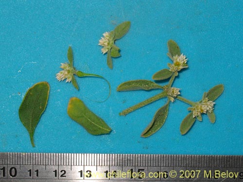 没断定的植物 sp. #1316的照片