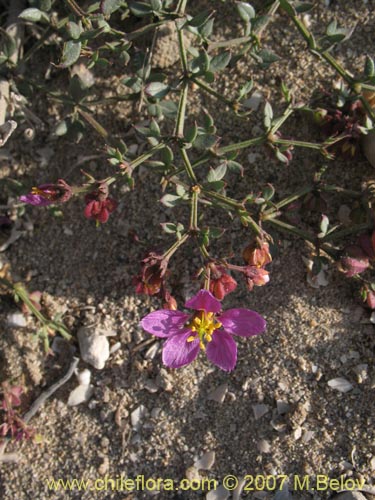 Image of Fagonia chilensis (). Click to enlarge parts of image.