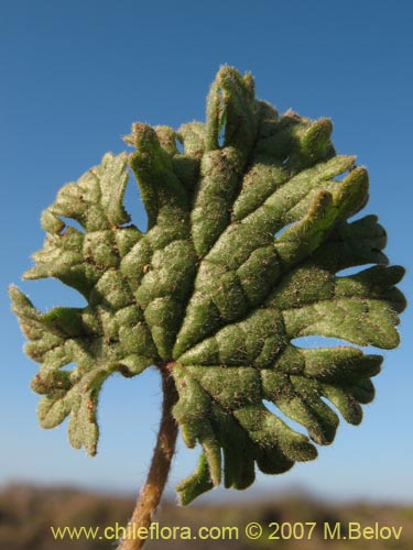 Image of Cristaria sp. #3027 (). Click to enlarge parts of image.