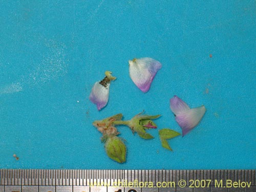 Imágen de Cristaria sp. #3027 (). Haga un clic para aumentar parte de imágen.