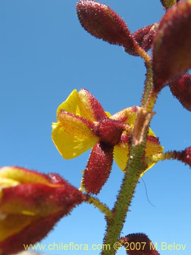 Imágen de Caesalpinia angulata (). Haga un clic para aumentar parte de imágen.