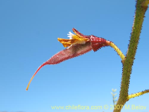 Imágen de Caesalpinia angulata (). Haga un clic para aumentar parte de imágen.