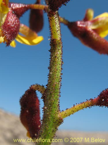 Imágen de Caesalpinia angulata (). Haga un clic para aumentar parte de imágen.