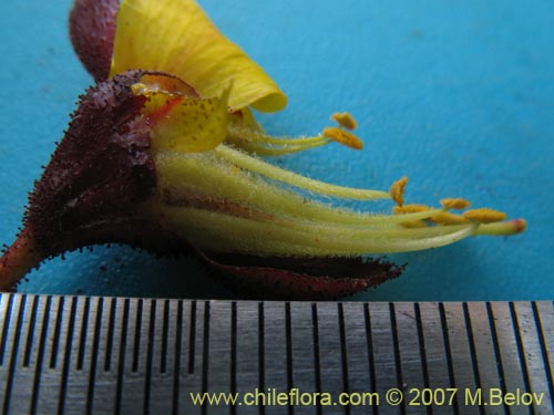 Imágen de Caesalpinia angulata (). Haga un clic para aumentar parte de imágen.