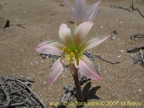 Image of Rhodophiala ananuca (). Click to enlarge parts of image.